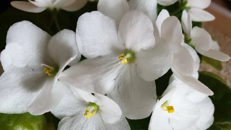 Baby Violets - African Violets Specializing in Flowering African Violet Plants. 