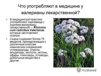 Химический состав валерианы