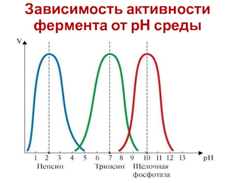 Зависимость активности фермента от РН среды. Влияние PH среды на активность амилазы слюны. Влияние PH на активность ферментов амилазы. Зависимость активности амилазы от PH.