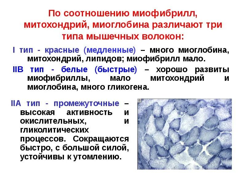 Окислительные волокна. Соотношение белых и красных мышечных волокон у человека. Классификация скелетных мышечных волокон. Красные мышечные волокна гистология. Фазические и тонические мышцы.
