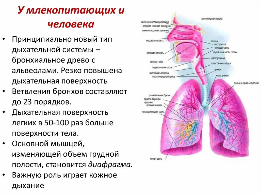 Дыхательная площадь легких