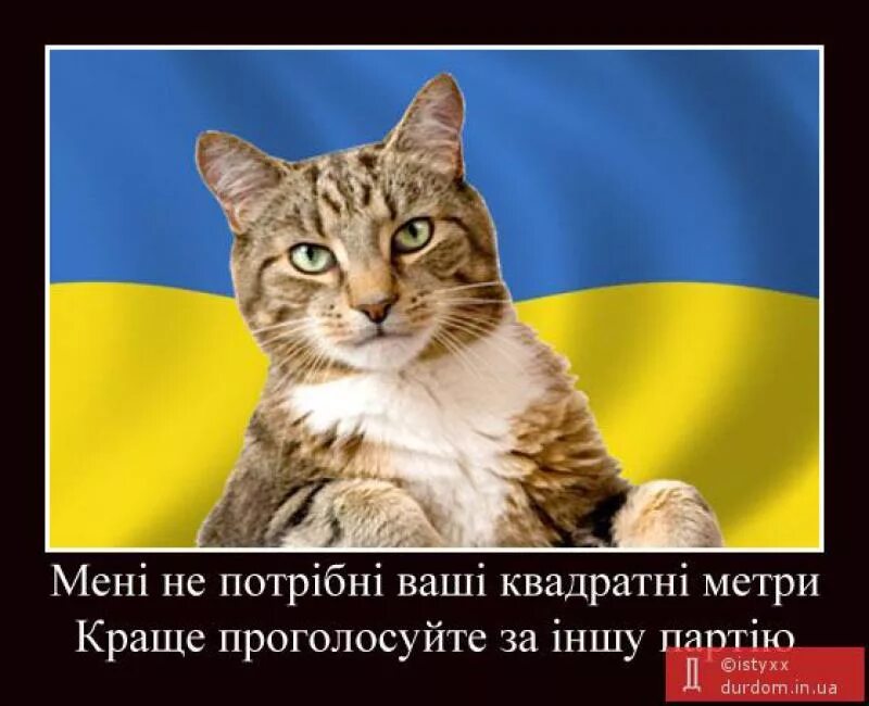 Кот Украина. Украинский кот. Котик украинец. Коты хохлы. Кот украинец