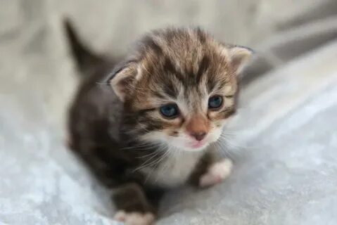 2 х недельный котенок
