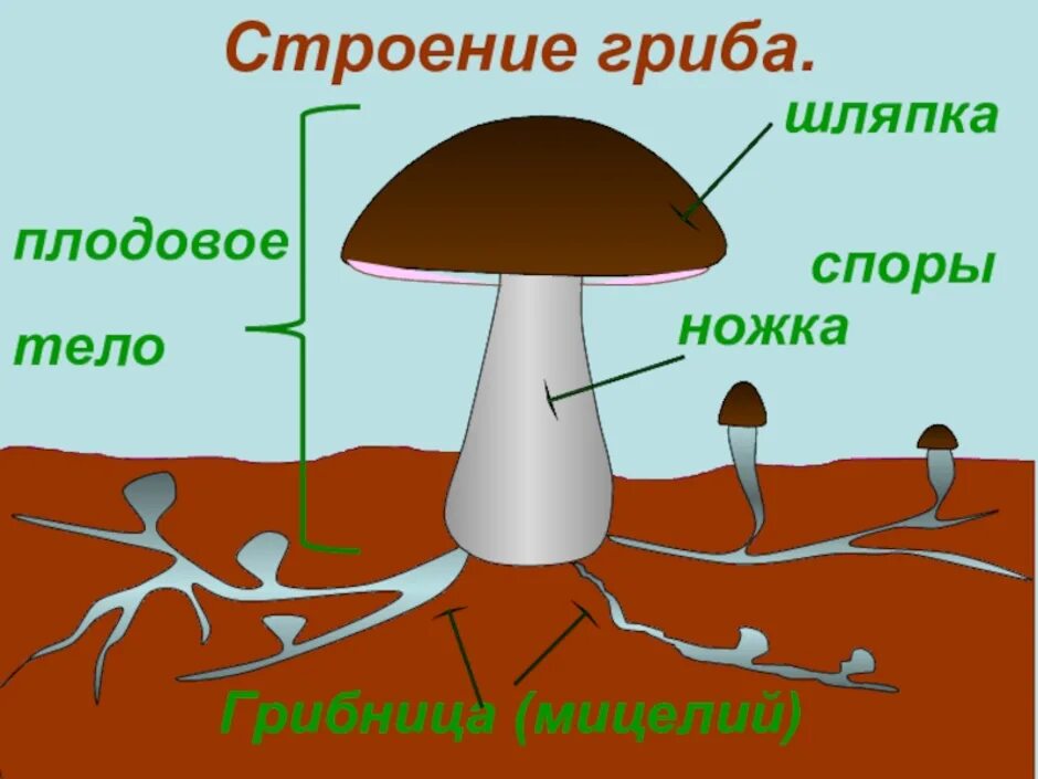 Мицелий шляпочных грибов. Схема плодовое тело шляпочного гриба. Мицелий шляпочного гриба. Строение гриба 3 класс. Рисунок схема шляпочного гриба.