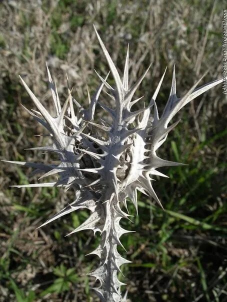 Free Images : prickly, leaf, frost, mediterranean, produce, botany, wild flower,