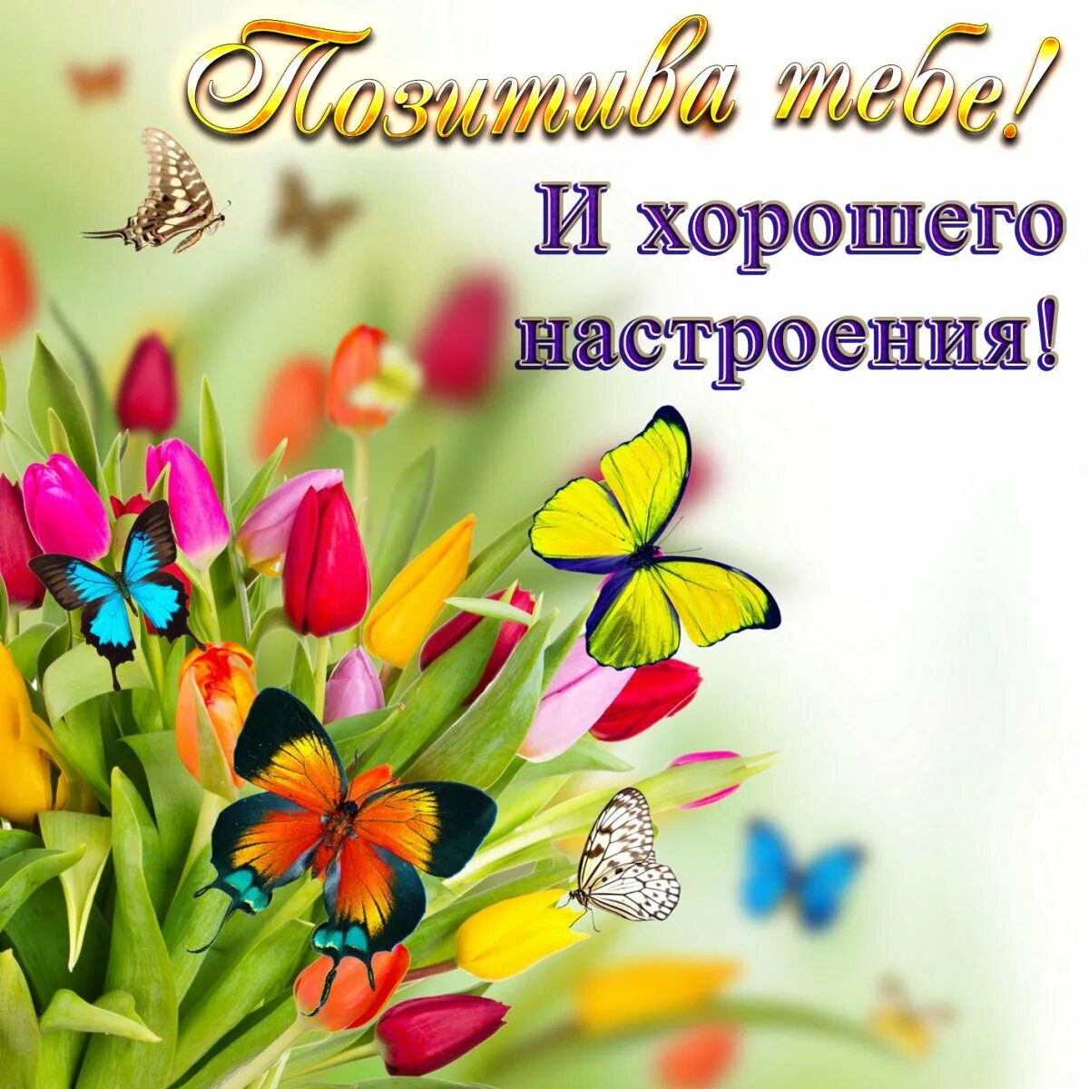Всем хорошего дня и отличного настроения картинки. Отличного настроения. поздравления с хорошим настроением. доброго дня и хорошего настроения. открытка &quot;хорошего настроения&quot;.