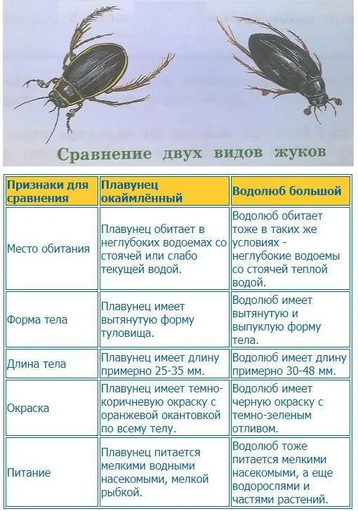 Какие среды освоили жуки. Жук водолюб большой. Сравнить двух Жуков плавунец окаймленный и водолюб большой. Питание жука плавунца окаймленного. Сравнение 2 видов Жуков плавунец окаймленный и водолюб.