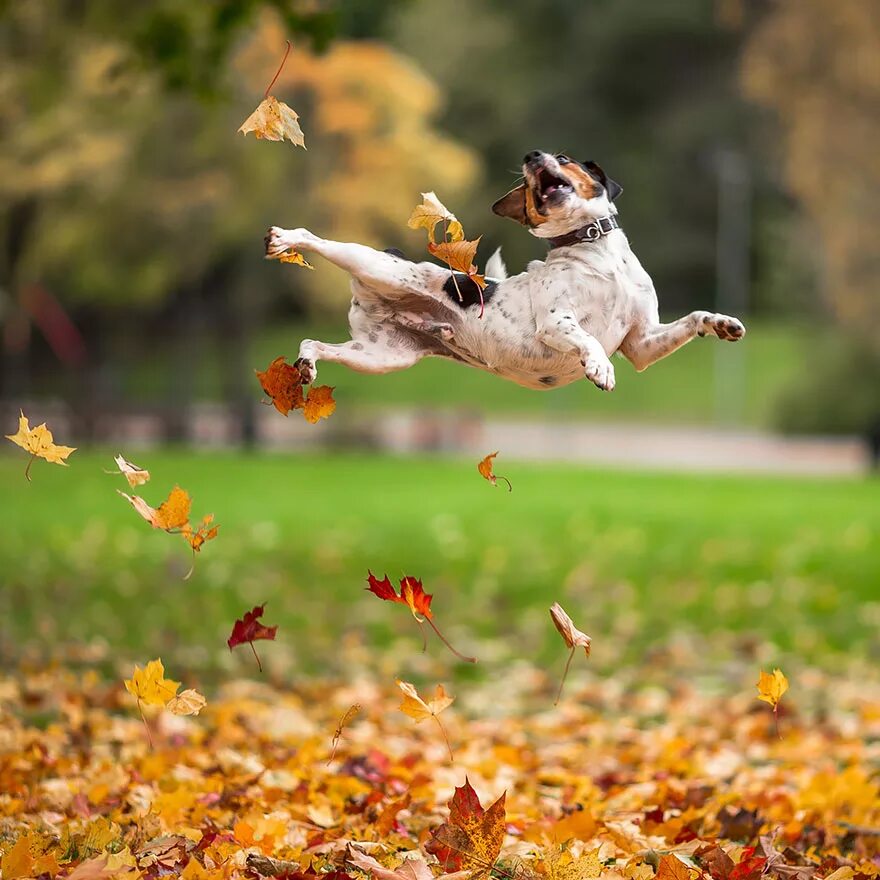 Жизнь смешных животных. Осень радость. Осеннее настроение. Позитивная осень. Доброе утро осень животные.