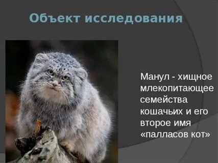 Кот манул доклад