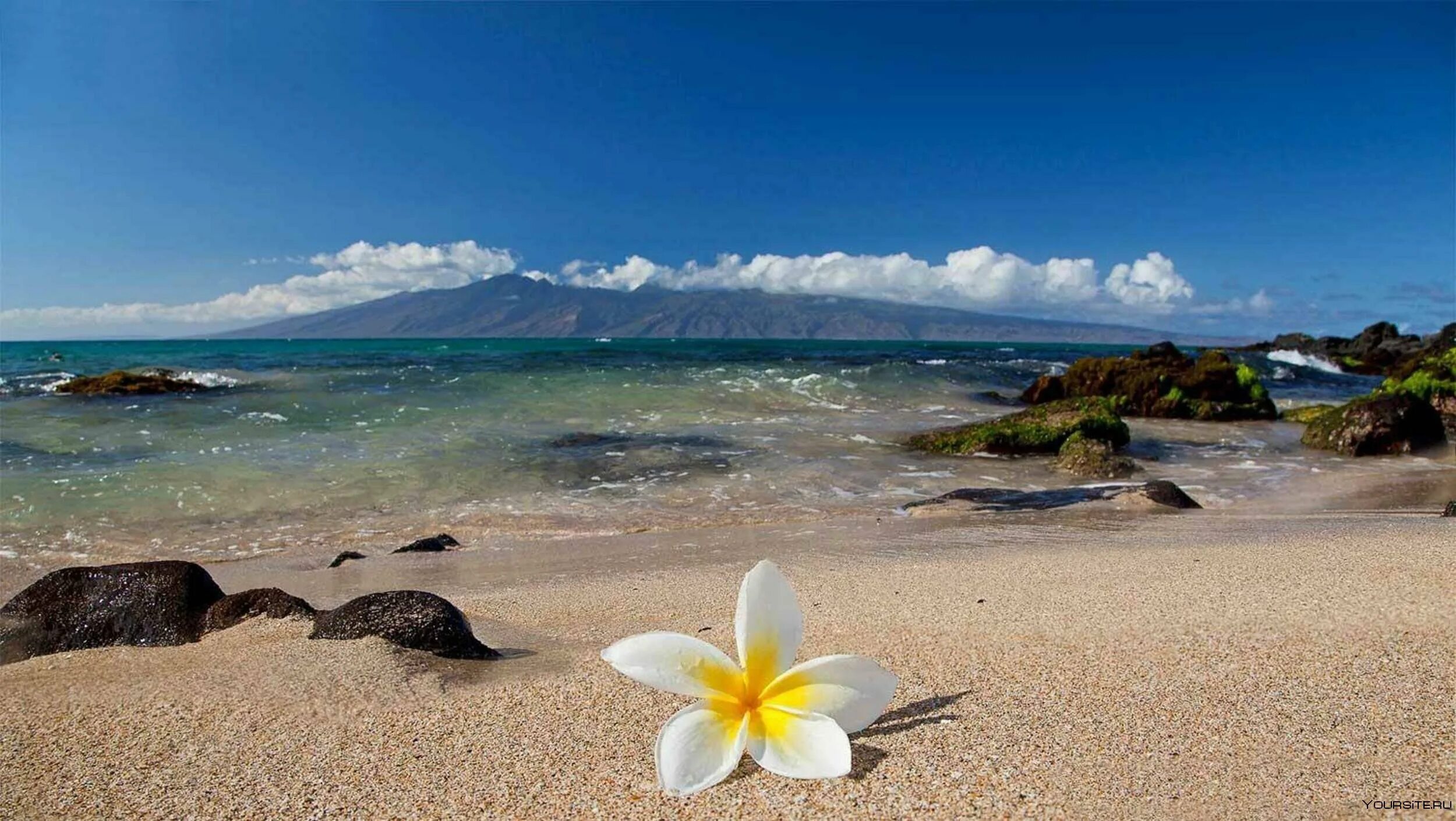 День на берегу океана. Азорские острова пляжи. Азорские острова пляжи песок. Магнолия Плюмерия. Кано Гавайи.
