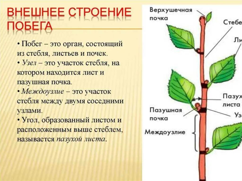 Побег его строение и развитие. Побег стебель почки. придаточная почка побег стебель. пазушная почка побег стебель. пазушная почка у побега.