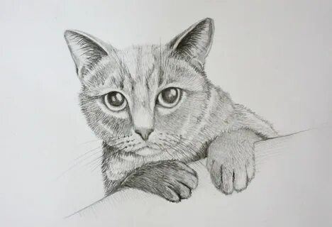 Коты нарисованные простым карандашом легкие