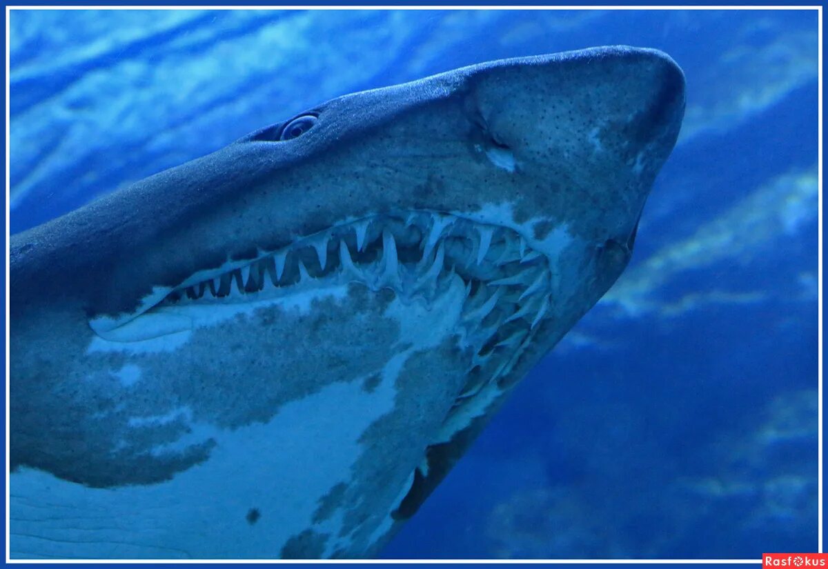 дубай океанариум акулы. дубай акулы. экскурсия с акуламидубаи. дубай акулы. подводная лодка seabreacher.