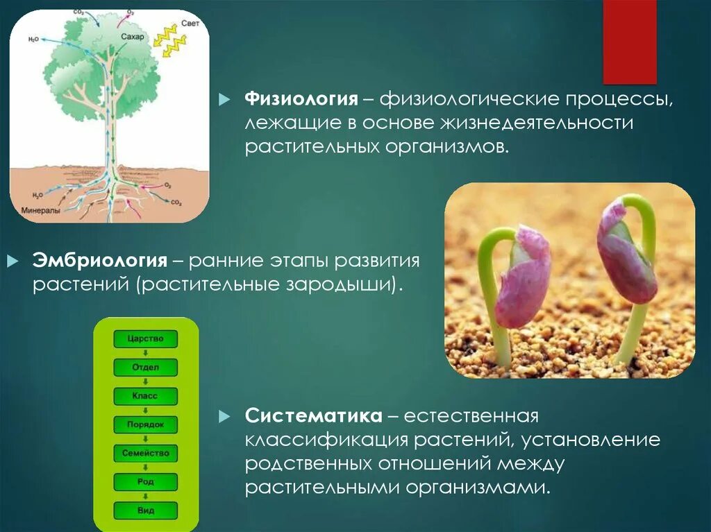 Этапы жизни растений. Растения. Стадии развития растений. Проросток это в биологии. Ьос т и развитие растений.