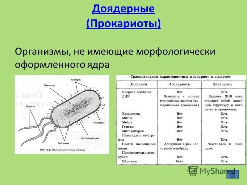 Организмы не имеющие оформленного ядра