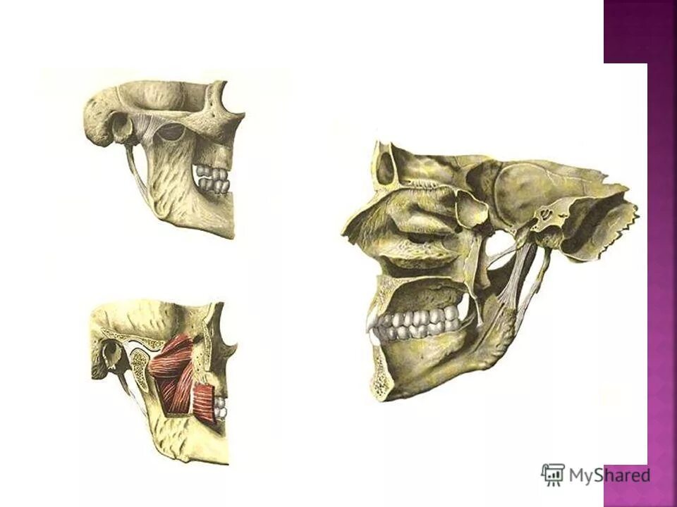внчс казань. связки внчс анатомия. внчс казань. внчс казань. внчс казань.