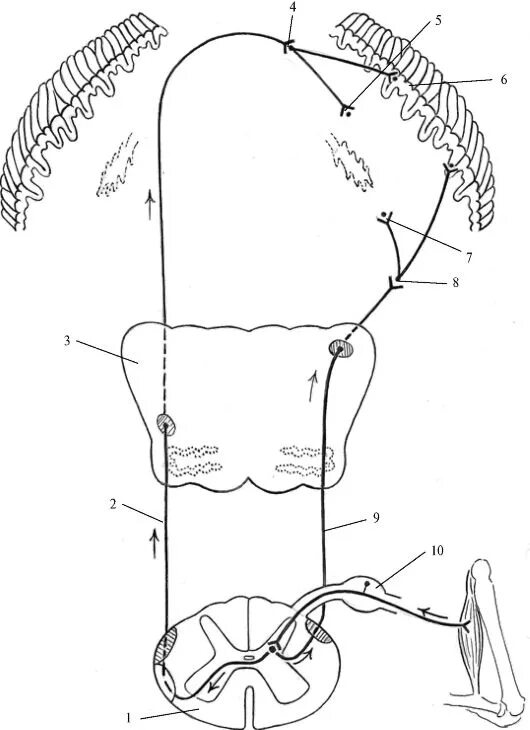 Передний спинно-мозжечковый путь Говерса. Передний спинно-мозжечковый путь Говерса схема. Задний спинно-мозжечковый путь схема. Путь Флексига и Говерса схема.