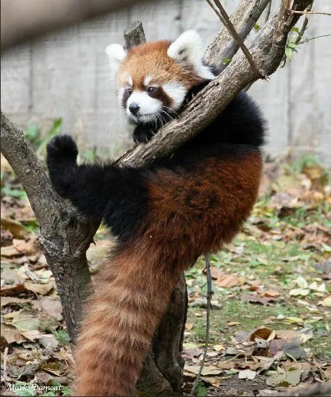Sharp claws. Red panda claws. bushy tail.