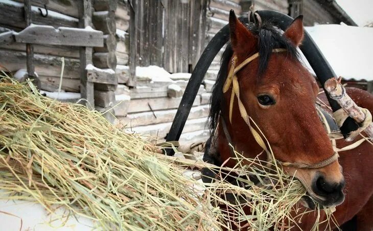 Лошадь сено в день. Сено для лошади на зиму. Лошадь с дровами. Лошадь ест сено. Лошадь зимой сено.