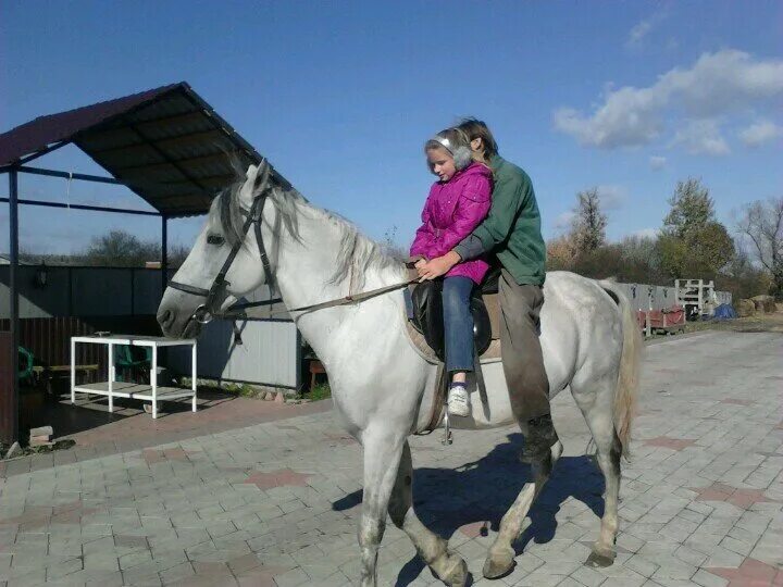 Кск п. Конные прогулки Белгород Томаровка. КСК Томаровка Белгород. КСК 31 Белгород Томаровка. Томаровка конные прогулки.