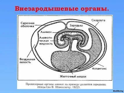 Образование органов у зародыша