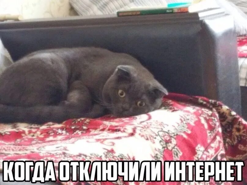 Кот отключает интернет. Нет интернета. Мемы отключили интернет. Интернет отключили картинка.