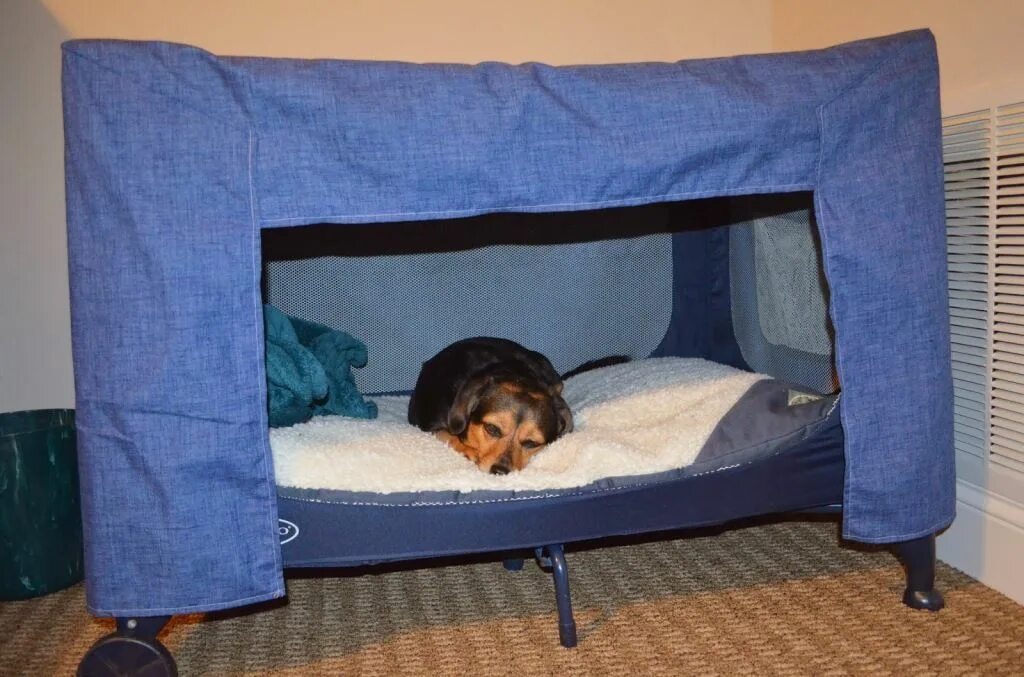 Собачья кровать для человека. Кровать для собаки. Кровать для собаки Люкс. Кровать для собаки Люкс номер.