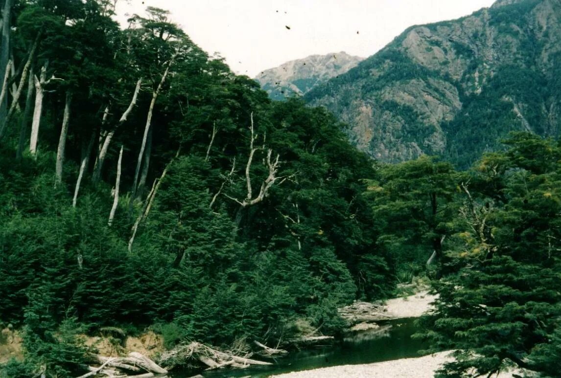 Вечнозеленые субтропические леса Аргентина. Субтропический Южный пояс Южная Америка. Субтропический климат Чили. Тропические леса Чили.