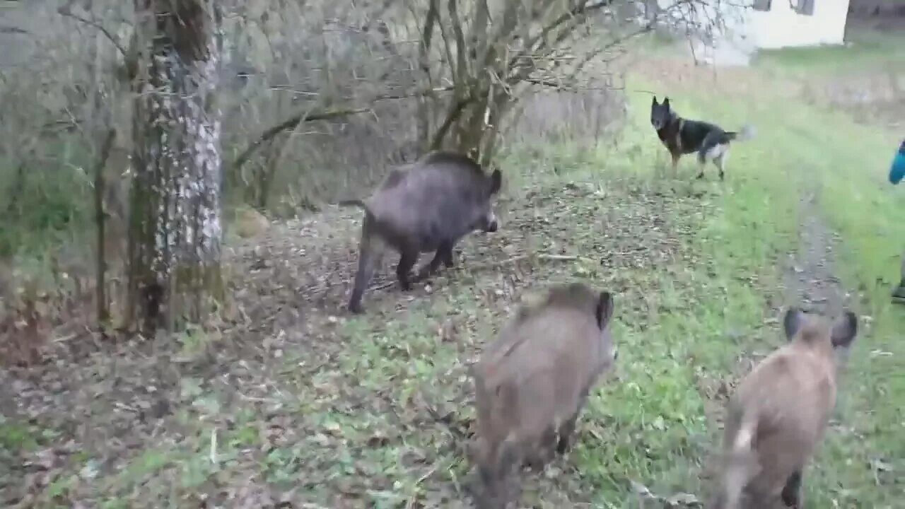 Женщина на охоте на кабана. Девушка с поросенком. Дикий кабан одомашненный. Женщина поросенок. Девушка с поросенком.