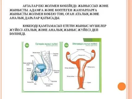 Әйелдің пискасын жалауға мәжбүр болған ресейлік видео
