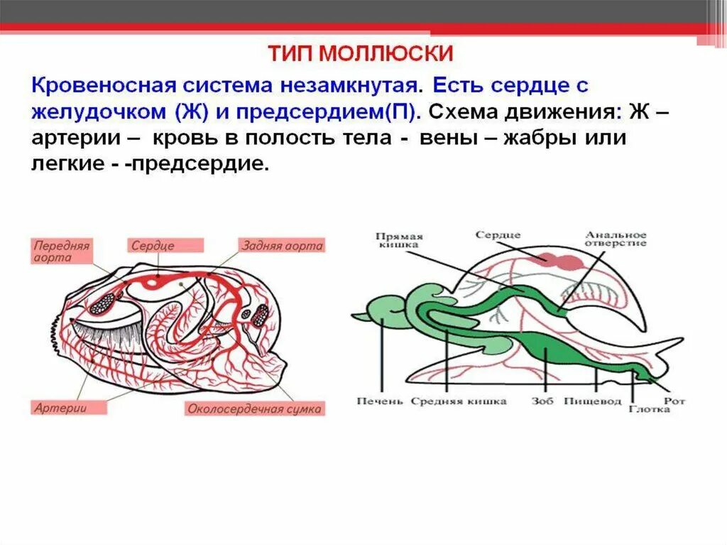 Моллюски имеют сердце. Тип моллюски строение кровеносной системы. Тип моллюски брюхоногие кровеносная система. Тип моллюски сердце и Тип кровеносной системы. Эволюция кровеносной системы у моллюсков.