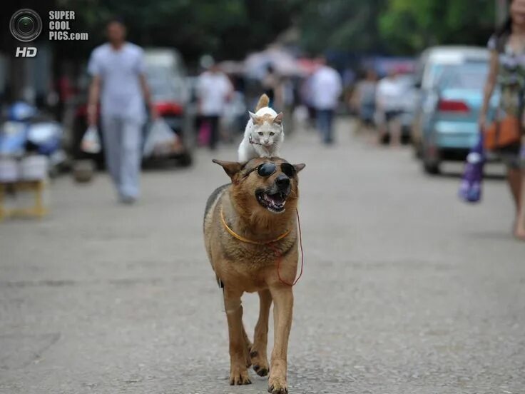 Пес сидит на коте. Пес сидит на коте