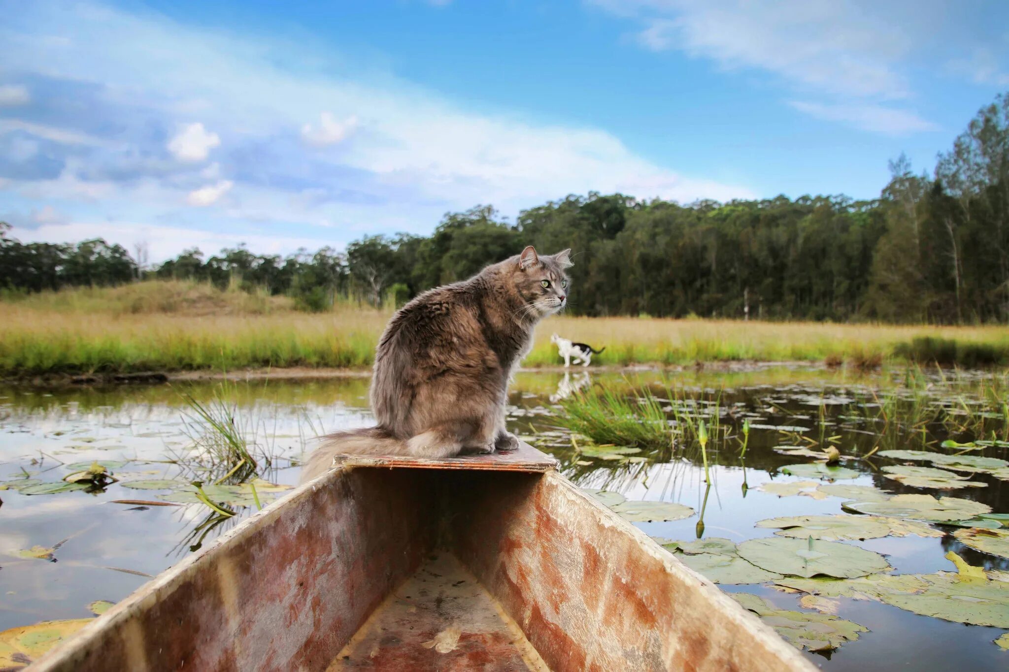 Кот у реки. Речные котики. Кошка у реки. Кот в воде. Кошки в озерах