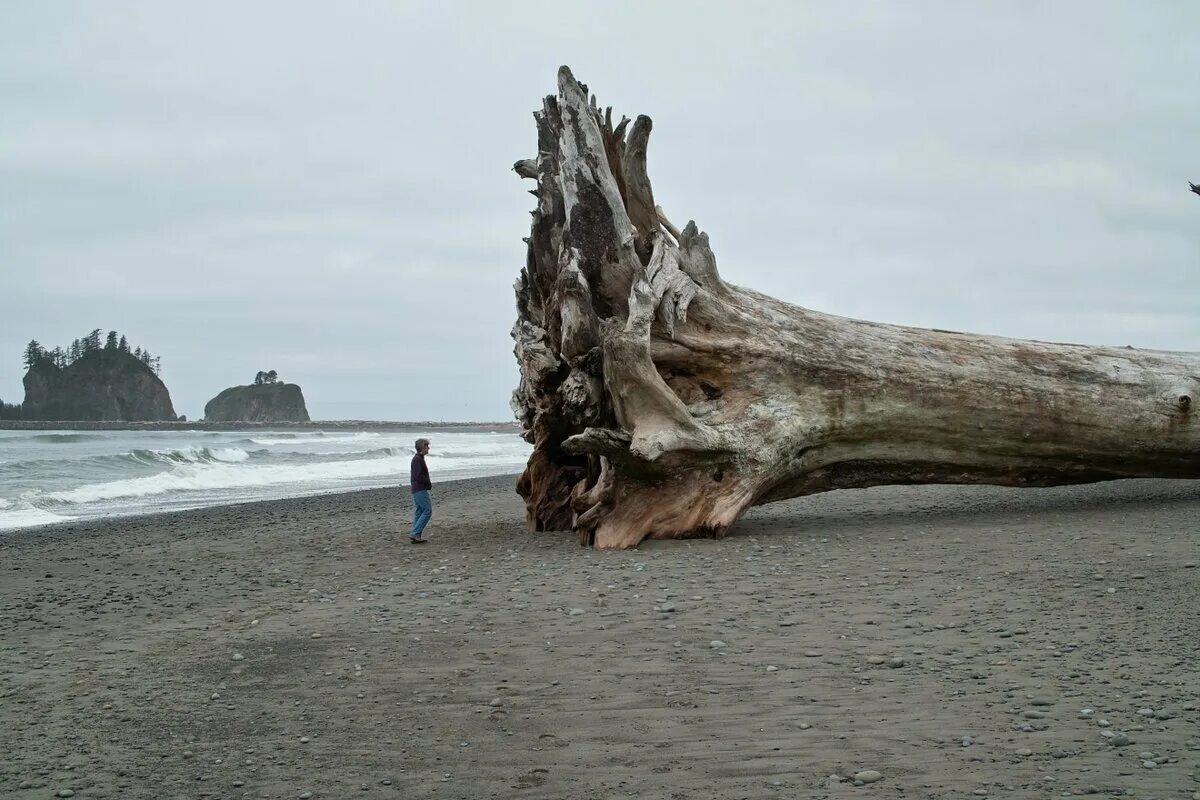 Как называется боязнь больших. Пляж ла пуш штат Вашингтон. Ла-пуш штат Вашингтон дерево. Огромные каменные деревья. Мегалофобия.