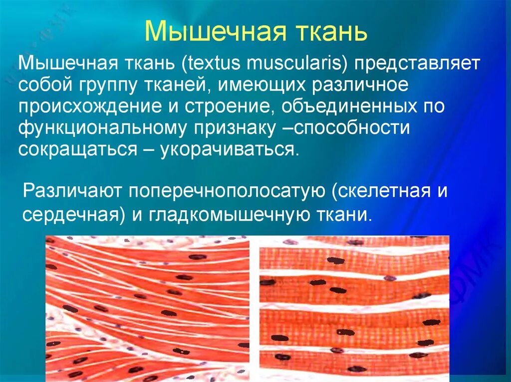 Состоит из клеток имеющих поперечную исчерченность. Поперечнополосатая и гладкая мышечная ткань. Поперечнополосатая сердечная Скелетная ткани. Миоциты поперечно-полосатой ткани. Поперечнополосатая сердечная мышечная ткань.