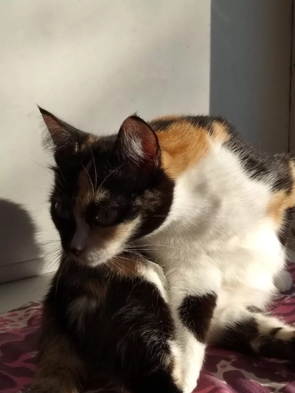 Кошки самара. Мура кошка. Кошка мура tno. Кошка компаньон. Мур кошка.