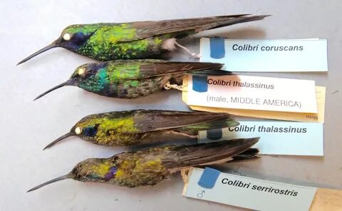 Colibri cleaning