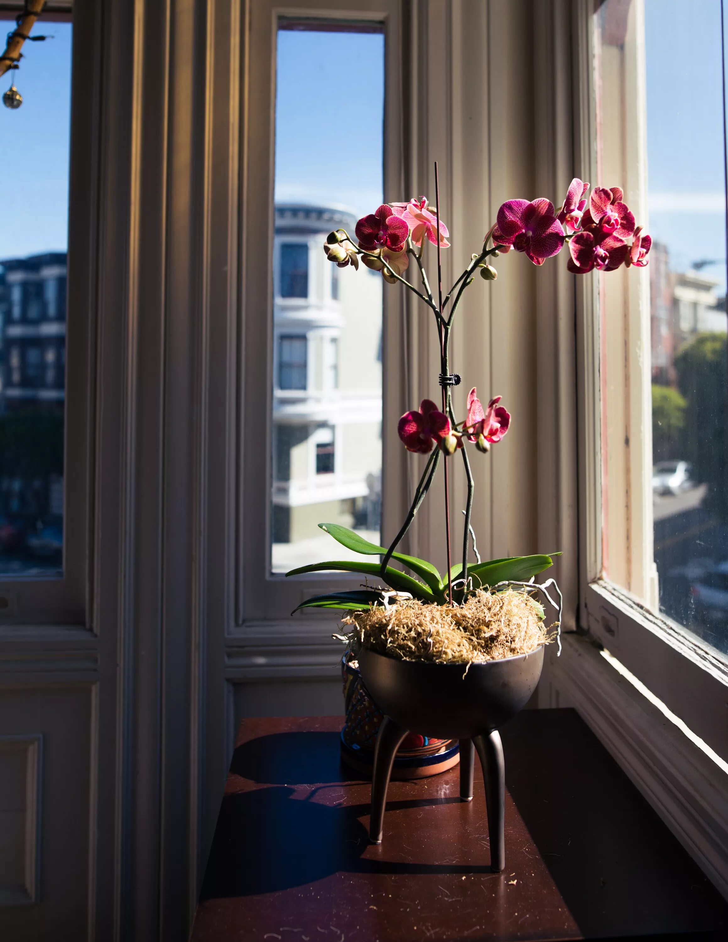 Орхидеи в горшках на подоконнике. Цветы на подоконнике. Цветок в горшке на подоконнике. Подоконник с цветами. Комнатные растения на окне.