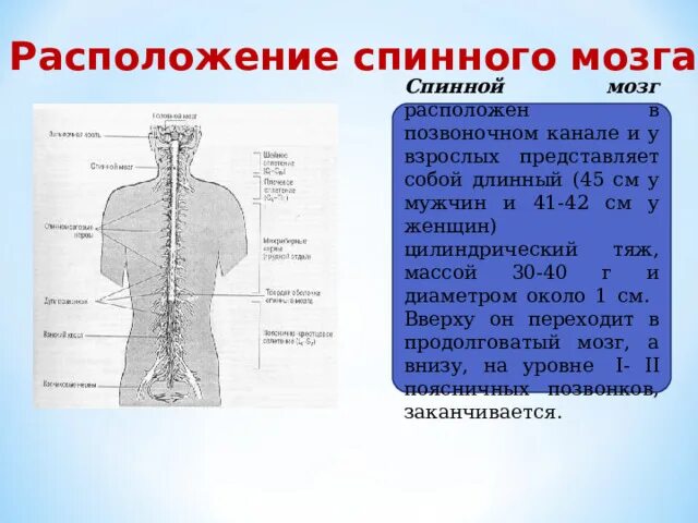 Тест по теме спинной мозг 8 класс. Тест по теме спинной мозг 8 класс