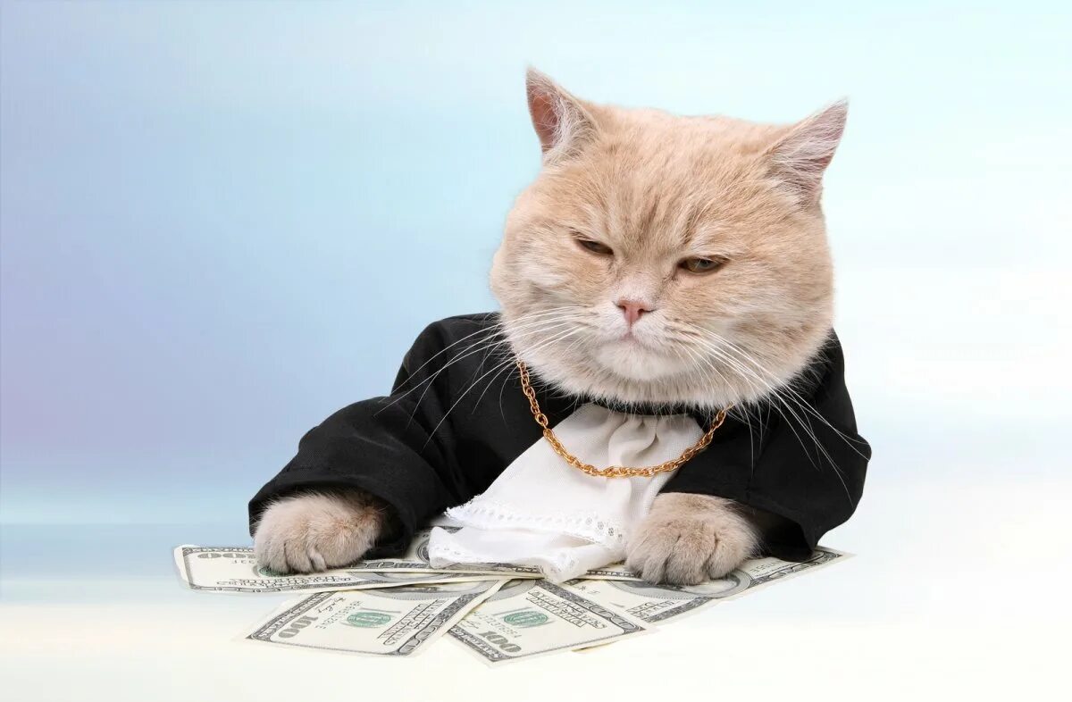 Кот бизнесмен. Котову бизнес. Кот в деловом костюме. Котик бизнесмен. Деловой кот.