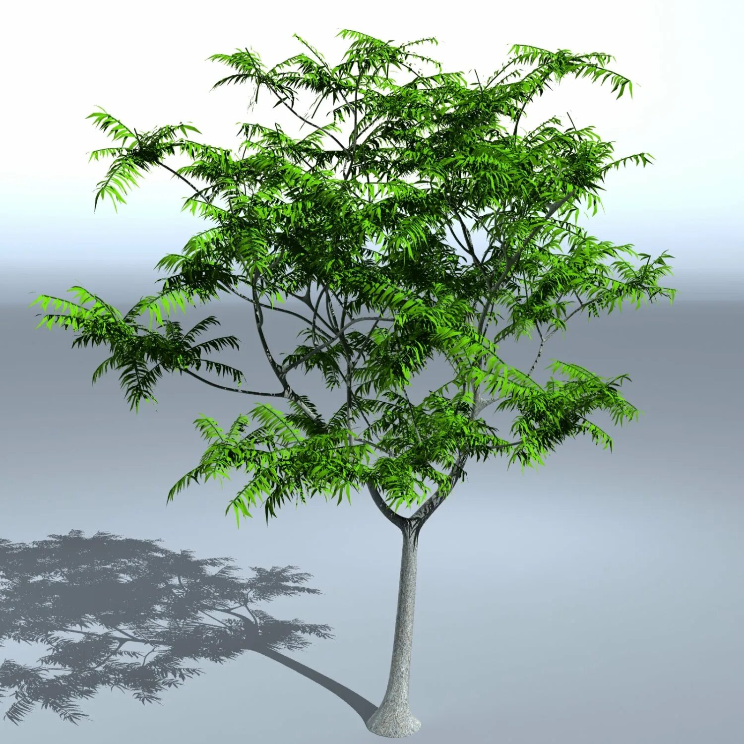 Tree 3