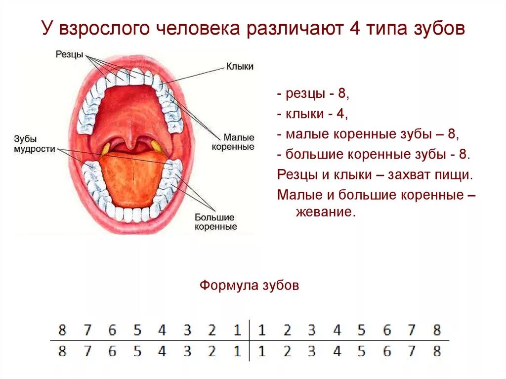 Где находится зуб восьмерка снизу. Формула зубов анатомия. Название зубов. Сколько зубры у человека.