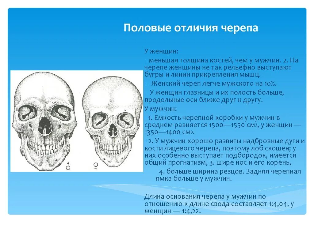 Различия в строении черепа. Половые различия строения черепа. Возрастные и половые отличия черепа. Отличия в строении мужского и женского черепа.