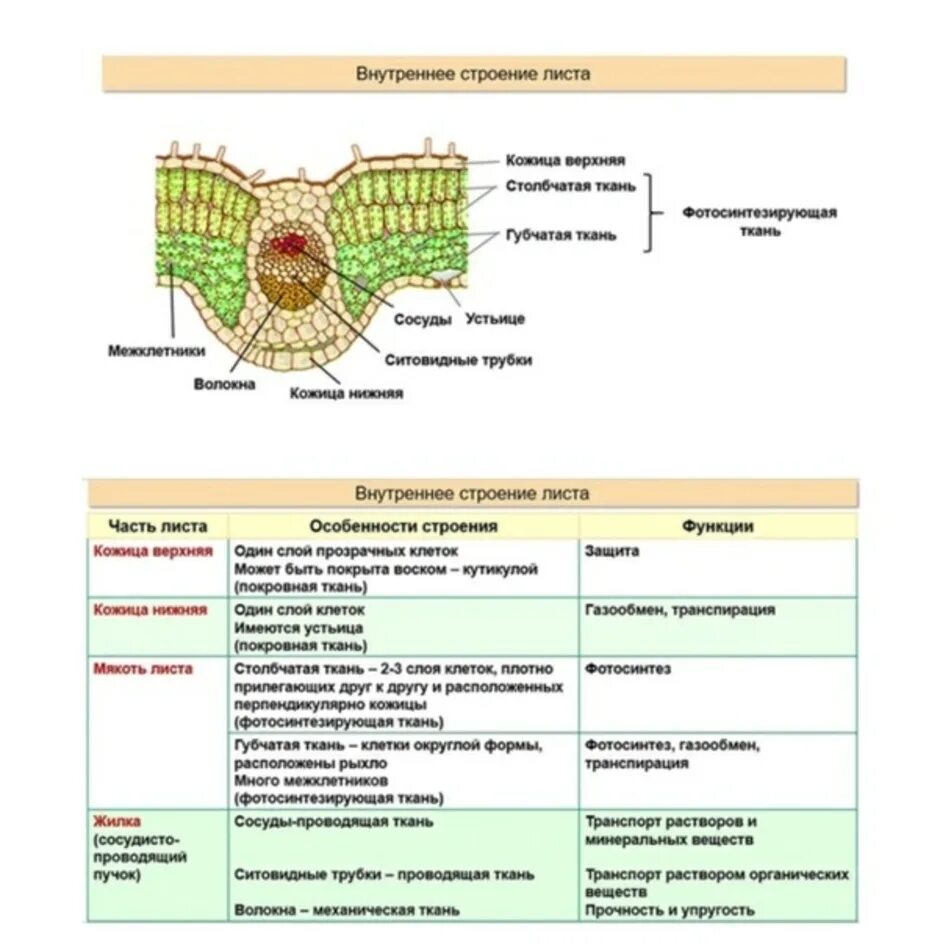 Механическая ткань часть впр. Клеточное строение листа (ткани, функции). Клеточное строение листа типы тканей. Внутреннее строение листа функции. Строение основной ткани листа.