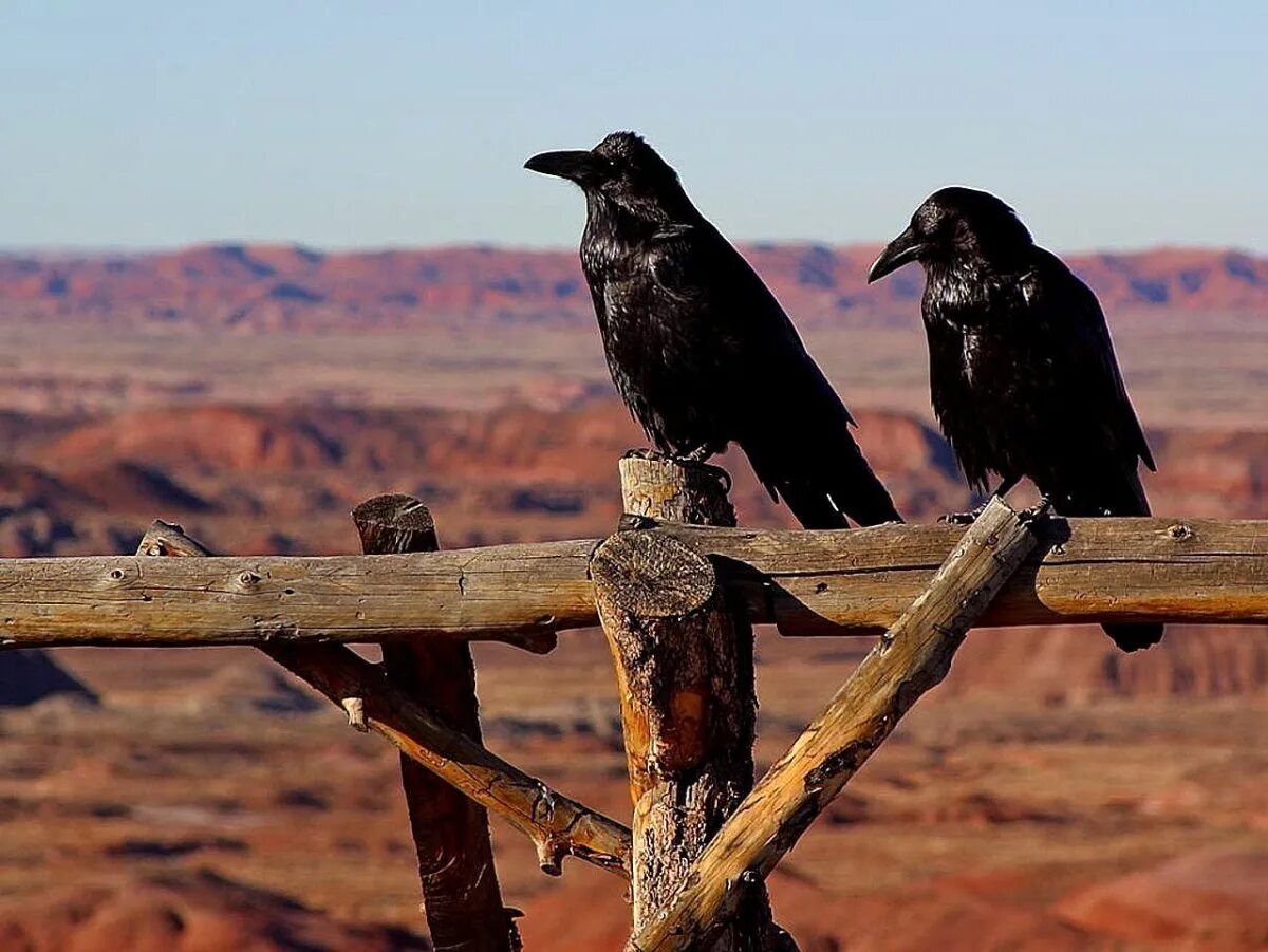 Чем ворона похожа на стол. Corvus Corax птица. Ворона. Ворон. Ворон сидит.