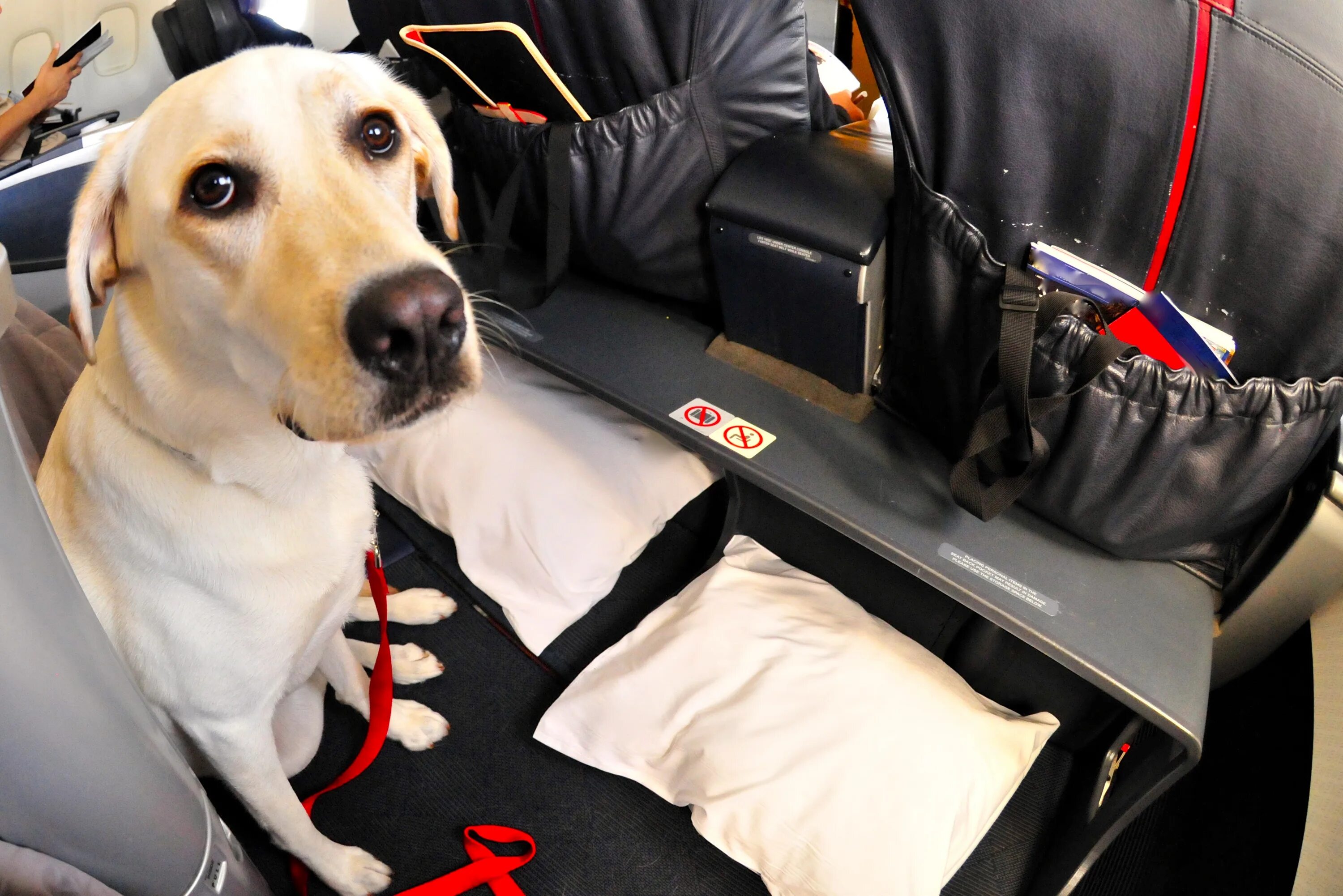 Можно перевозить собак в самолете. Собака в самолете. Собака в салоне самолета. Собака поводырь. Служебная собака в самолете.