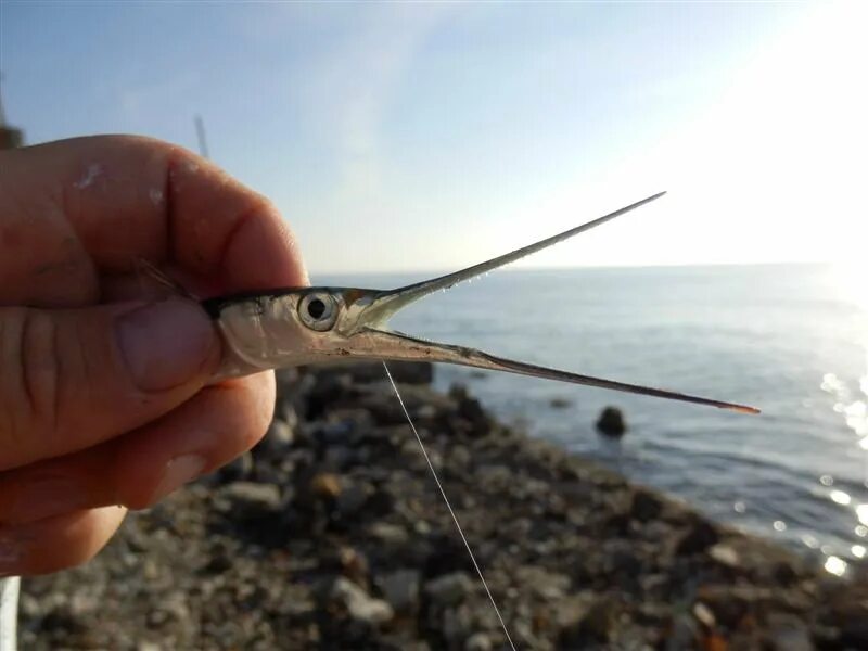 Ловля саргана на море. Бомбарда на саргана. Ловля саргана на черном море. Снасть на саргана. Саргана и луфаря.