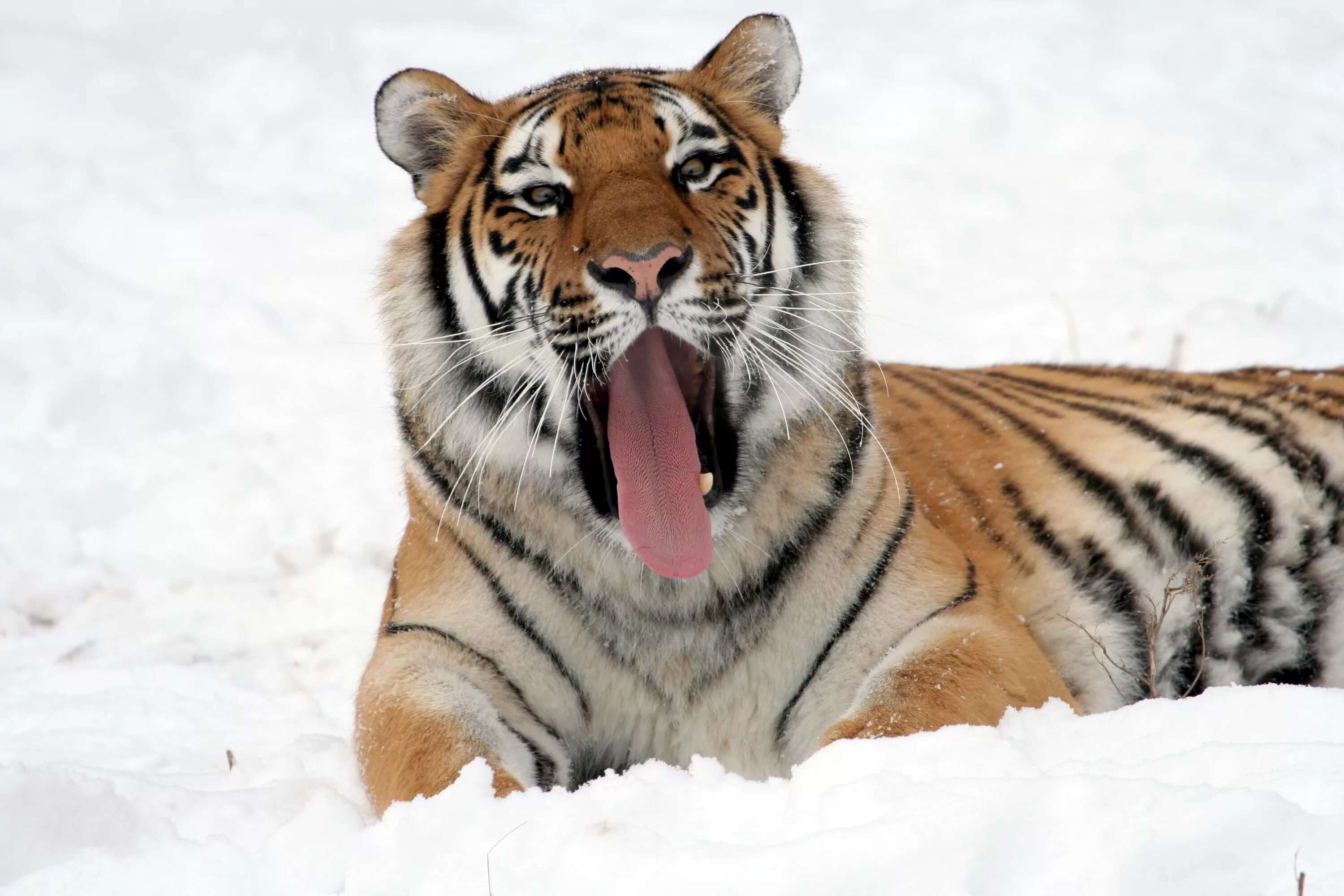 Уссурийский тигр. Гималайский тигр. Амурский тигр. Амурский тигр белый зевает.