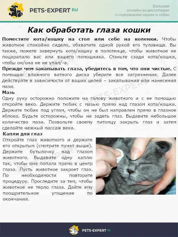 Как закапать глаза коту. Протираем нос коту. Гигиена кошек. Чем промывать глаза котятам. Чем можно промыть глаза котенку.