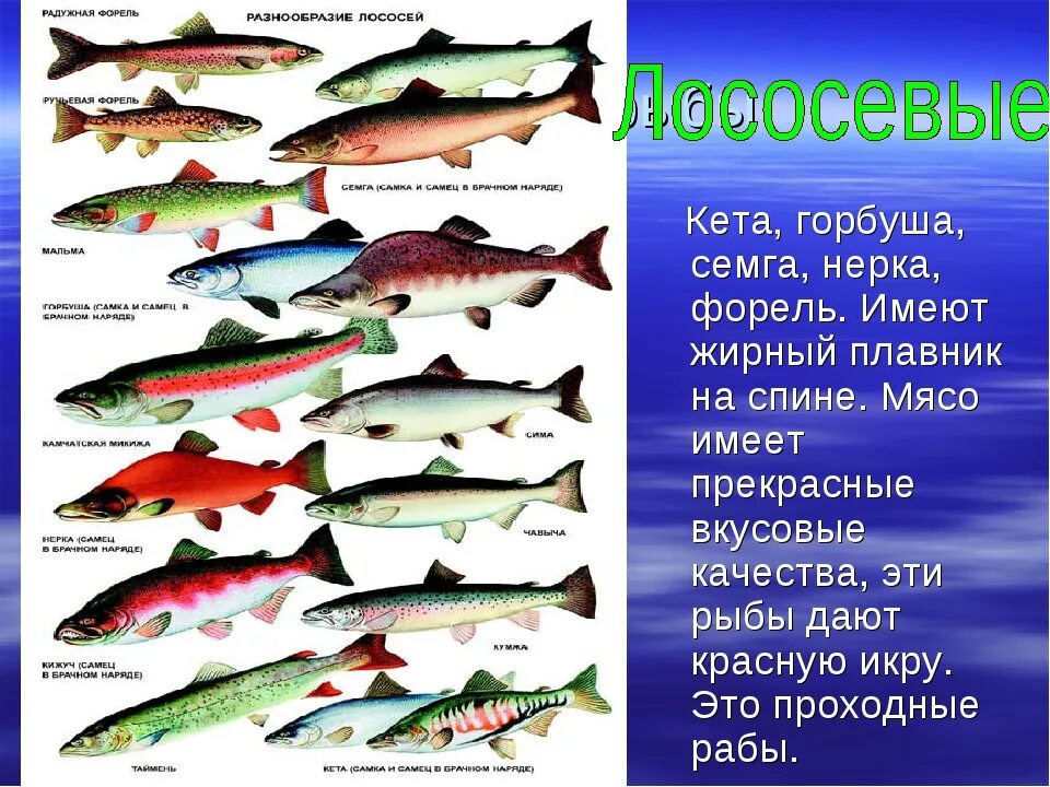 Лосось или семга в чем разница. Рыба отряда лососевых кумжа. Отличия лосося семги кумжи. Описание отряда Лососеобразные. Форель горбуша лосось различие.